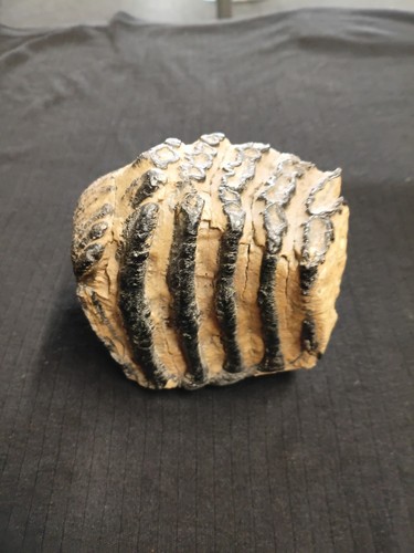 Seltener fossiler - seltener,