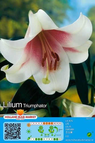 Lilie lilium trompetenlilie - lilium,