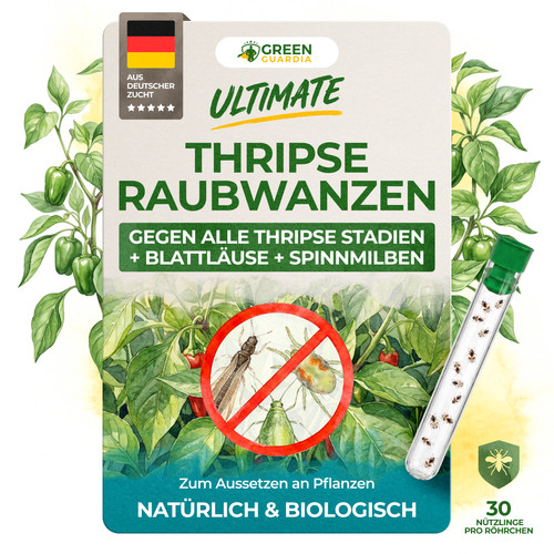 Orius raubwanzen gegen - orius,