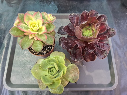 Aeonium set - aeonium, set!!!!!
