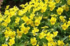 Hornveilchen * Viola cornuta *