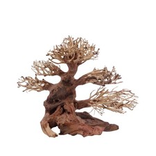 Classic bonsai baum wurzel - bonsai,
