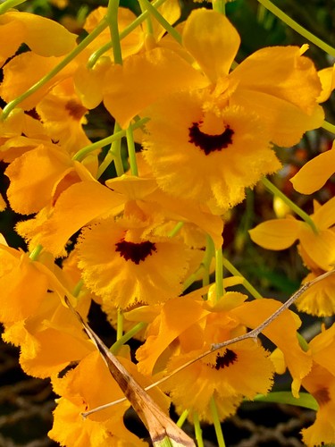 Dendrobium species golden - dendrobium, ´golden