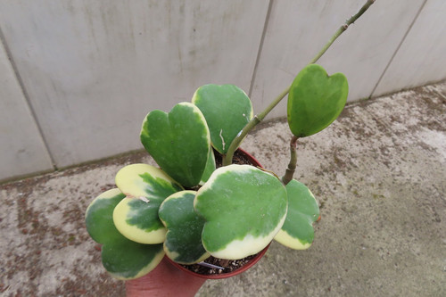 Hoya kerrii variegata - nr, 8