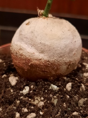 Adenia kirkii schöner - adenia,