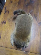 Murmeltier  Präparat