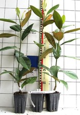 Magnolia grandiflora "Exmouth"  --  immergrüne Magnoliensorte