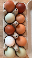 🥚10 Hühner, Bruteier, 6