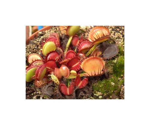 Dionaea mus claytons - 3x,