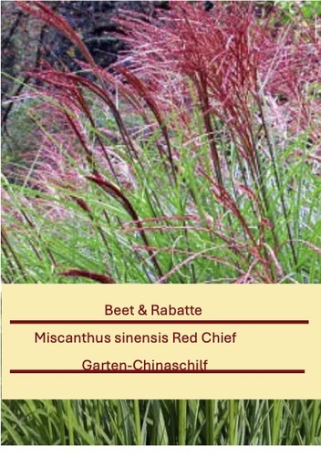 Miscanthus sinensis red - miscanthus, "red