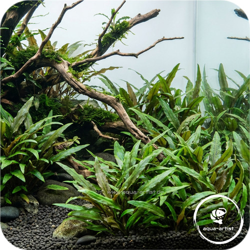 Cryptocoryne lucens