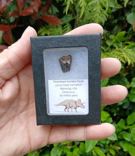 Fossil dinosaurier zahn - fossil,