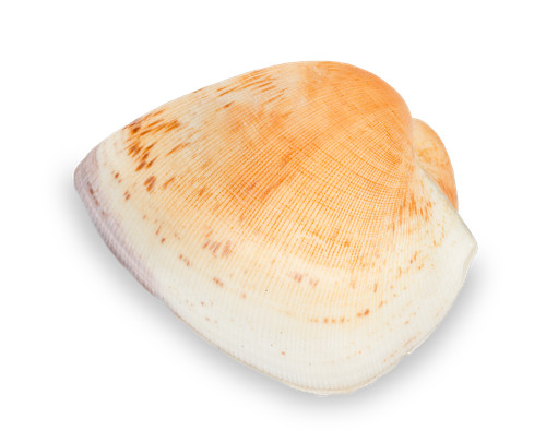 Nadeco cucullaea labiata - labiata, ca