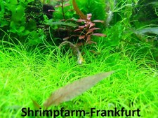 Wasserpflanzenset 60 l Aquarium 7 Sorten Wasserpflanzen Shrimpfarm-Frankfurt
