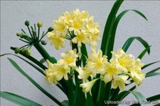 Yellow Clivia Bush Lily plant