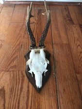 Rehbock Gehörn, Geweih