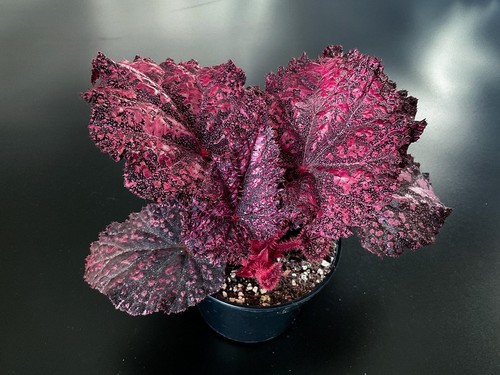 Rosa rex begonia little - rosa,