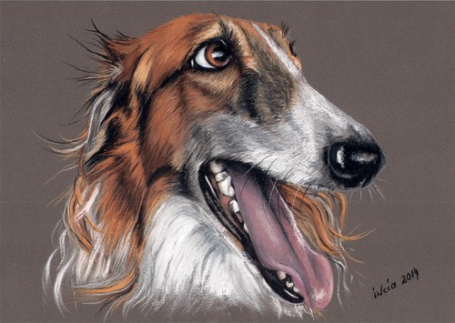 Windhund levrier barsoi - *,
