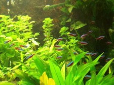 Aquariumset xxl für - 400, 500