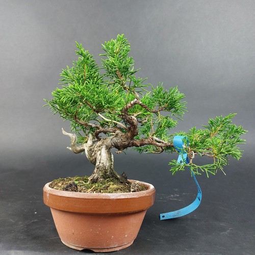 Bonsai wacholder juniperus - bonsai-wacholder,,