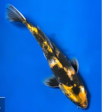 14in Ki Showa Japanese Koi
