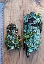 Flechten & Moos Duo 🌿