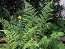 Frauen Farn zarte Schönheit trotzdem robust Pflanze