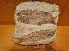 Fisch Fossilien