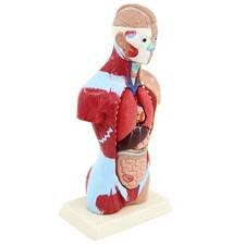 27cm Menschlicher Anatomischer