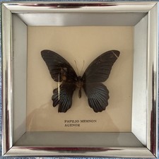 Papilio Memnon Agenor, Schmetterling, im Rahmen