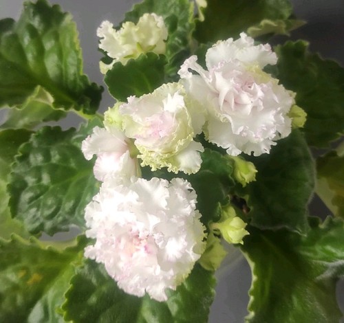 African violet saintpaulia - violet, /