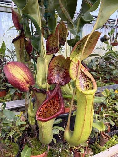 Nepenthes truncata - , x