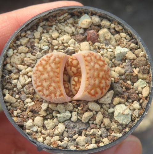 Lithops julii reticulata - 1x,