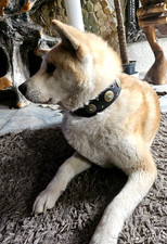 Hundehalsband Great China Wall