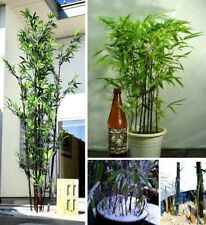 Schwarzer Bambus Pflanze für die Wohnung drinnen Zimmerpflanze groß pflegeleicht