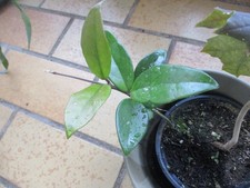 Hoya Canosa /Wachsblume