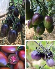 Lila Eiertomate Tomaten für das Zimmer Pflanzen, aus Nachhaltigem Anbau! Samen