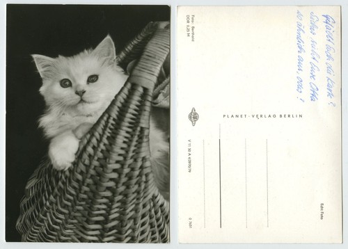 104888 weiße katze im - katze,