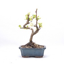 Bonsai zierapfel malus - bonsai, spec.'
