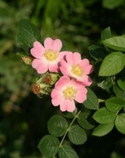 Weinrose Rosa rubiginosa | 100