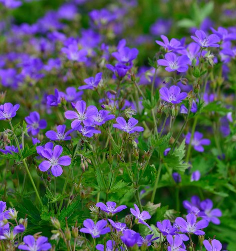 Waldstorchschnabel mayflower - mayflower,
