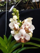 Orchidee vanda hybride - orchidee, vanda-hybride