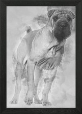 Shar Pei Welpe 6 Monate alt