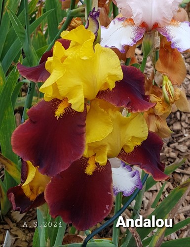Schwertlilie iris - schwertlilie,,