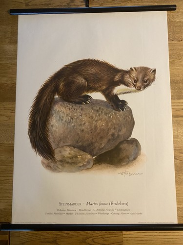 Steinmarder marder rollkarte - steinmarder,