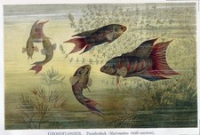 PARADIESFISCH (Macropodus) - Chromolithographie 1885/90 Bibliograph. Instit. Lpz