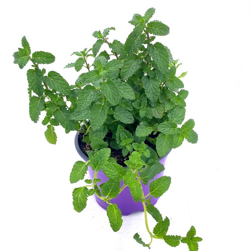 Erdbeer minze mentha - minze,