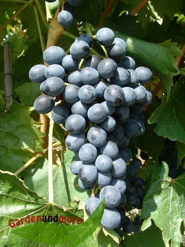 Blaue weintraube muscat - blaue, bleu