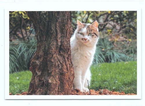Postkarte katze - 1, ak