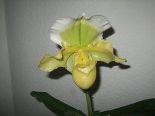 Paphiopedilum gelbgrün mit